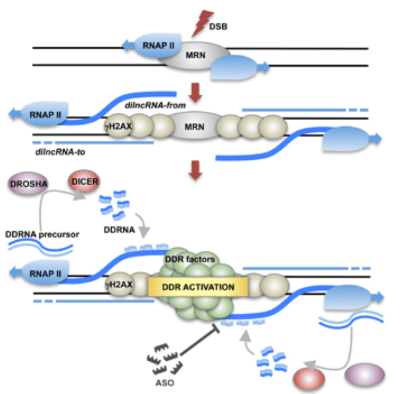 2017 Nature Cell Biol